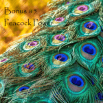Peacock Power